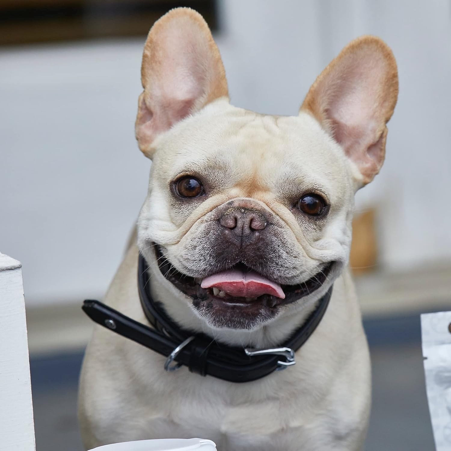 Pet Collection Padded Cute Dog Collar, Leather Dog Collar for Small Dogs, Black, Extra Large